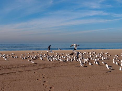 Flock of Western sea gulls rest on the beach with a couple of them flying in the air