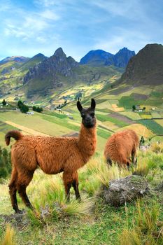 Llama, Ecuadorian Andes, Ecuador