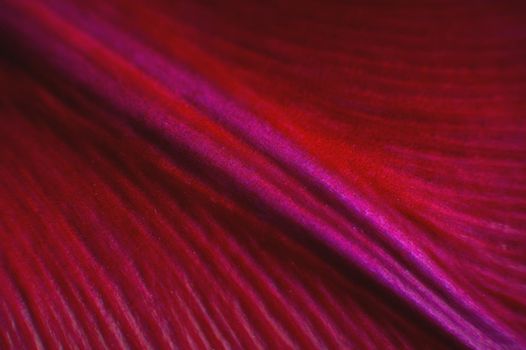 Floral background as a design element. Background of folds of delicate petals of red-violet color. Extreme macro and intimate curves