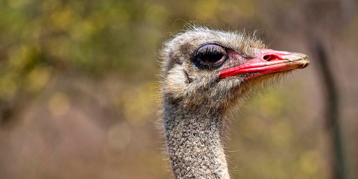 Common Ostrich, Wildlife Reserve, South Africa