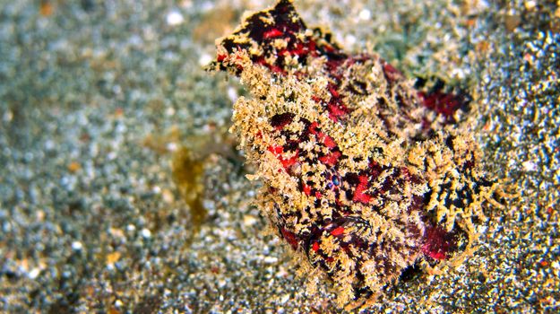Frogfish, Lembeh, Indonesia