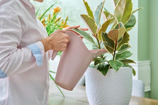 Woman watering a houseplant from a watering can