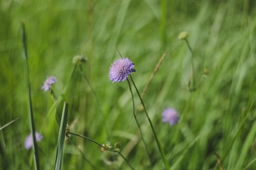 Background of fresh purple flowers and green leaves of Scabiosa in a summer garden, close up