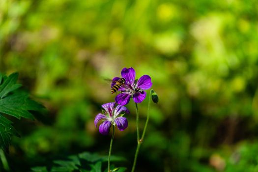 Iberian Geranium. a bee pollinates a wild purple flower