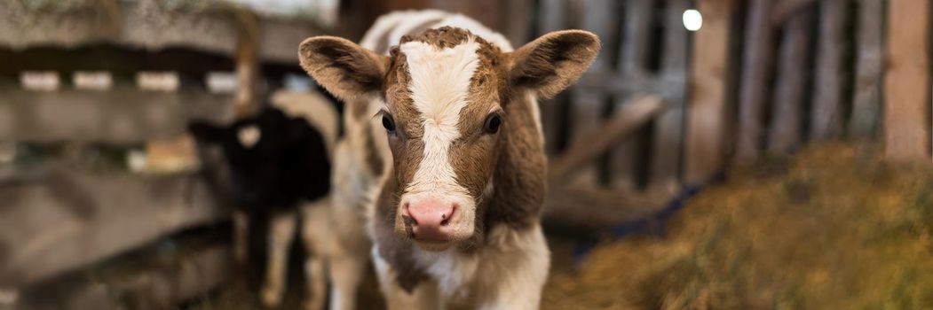 Cute calf looks into the object. A cow stands inside a ranch next to hay and other calves. Web banner