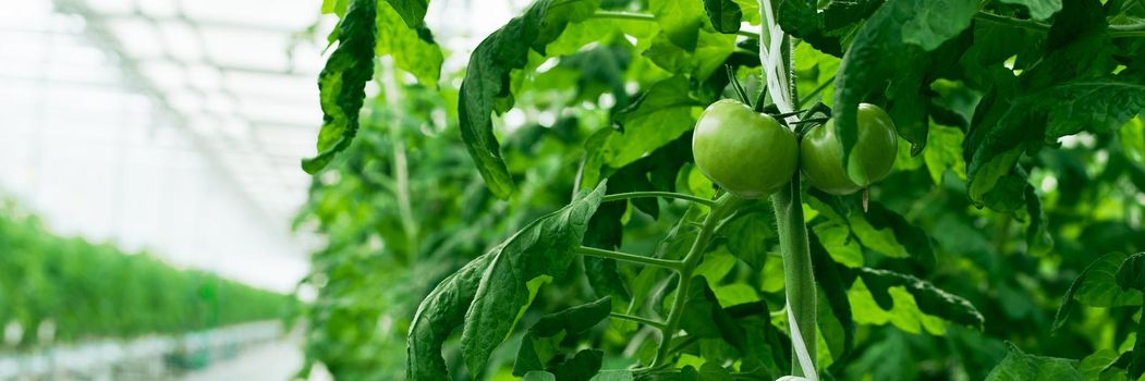 green tomatoes sprout in the greenhouse. Industrial cultivation of tomatoes and herbs. Web banner