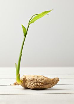 Dried ginger (Zingiber officinale) root with green sprout, on white boards and background.