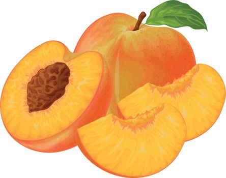Peach. Image of a peach. Ripe juicy peach with a stone. Peach in the cut. Ripe fruit. Vegetarian vitamin product. Vector illustration