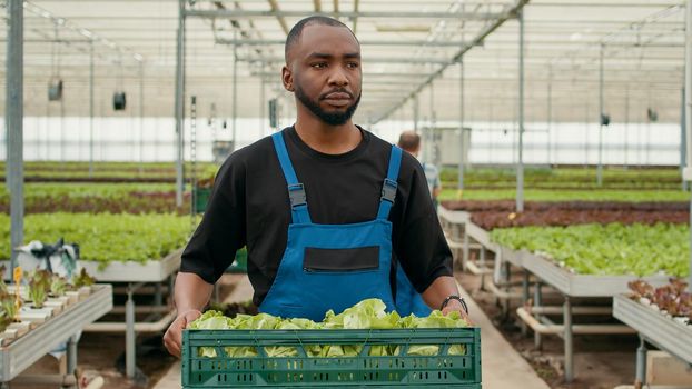 Portrait of professional african american farm worker walking while holding crate with fresh lettuce production