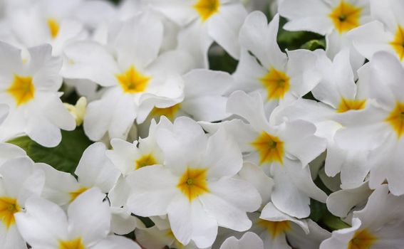 Blooming white primrose in the spring garden