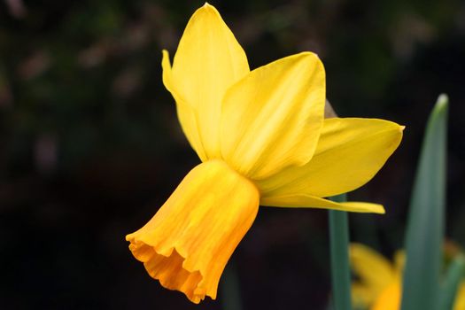Close-up of a flowering daffodil in the park in spring or summer.