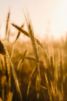 Wheat field at sunset . Golden ears of wheat . The concept of harvest