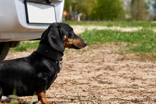 Terrible guard dog dachshund guards the owner's car