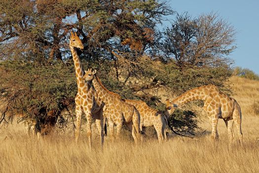 Giraffes feeding on a thorn tree