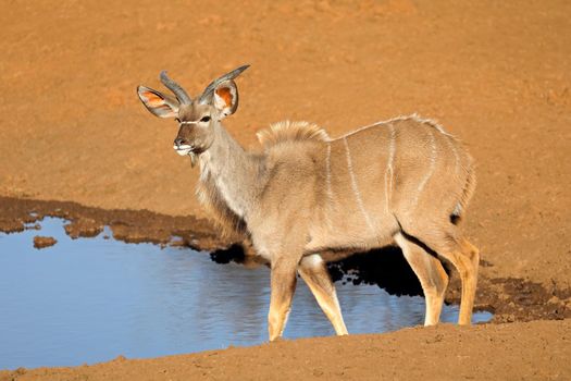 Kudu antelope at a waterhole