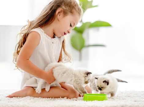 Child girl feeding ragdoll kittens from bowl on the floor. Little female person cares about kitty pets at home