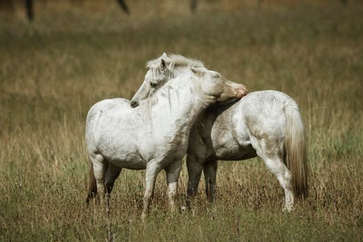 Two white horses interacting.