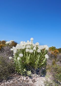 Copy space with white syncarpha argyropsis flowers growing in serene and wild nature reserve in Cape Town, South Africa. Green fynbos bushes or shrubs with flora and plants in summer against blue sky