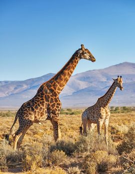 Giraffes in Savanna in safari on hot, sunny summer day. Wilderness of nature full of light brown bushes, grass and mountains in background. Wild space in South Africa where animals roam free