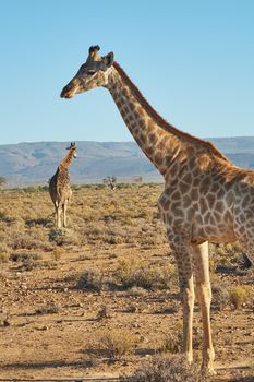Giraffes in the safari outdoors in the wild on a hot summer day. Wildlife conservation national park with wild animals walking on dry desert sand in Africa. A long neck mammal in the savannah region