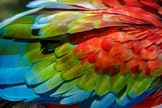 Colorful wing close-up of Scarlet and blue macaw, Pantanal, Brazil