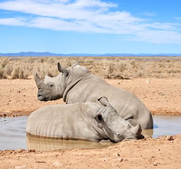 Two black rhinos taking a cooling mud bath in a dry sand wildlife reserve in a hot safari area in Africa. Protecting endangered African rhinoceros from poachers and hunters and exploitation of horns