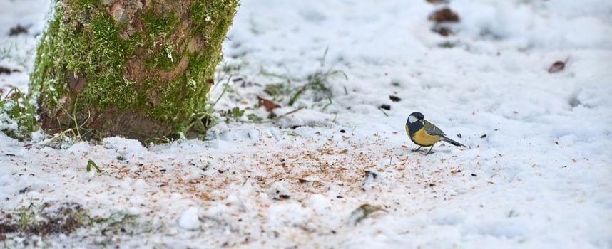 Supporting and feeding bird life during the winter season as part of nature conservation and protection. Eurasian blue tit standing outside on the snow during an icy and cold morning after snow fall