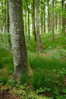 Environmental nature conservation and reserve of a birch tree forest in a remote woods. Landscape view of hardwood trees and plants growing in a quiet, serene and peaceful countryside with lush flora