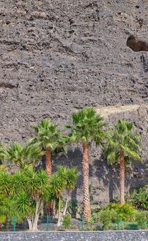 Palm trees lined up against a stone wall or mountain. View of tropical coconut plants and lush shrubs planted outside in a garden. Beautiful landscaping with a lush garden outside in a public place