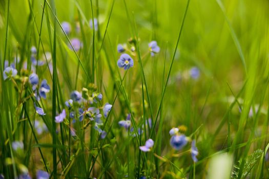 photo of small blue wildflowers in the grass in the sun. Macro shooting