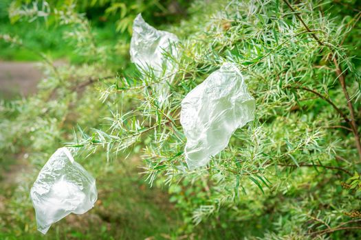 Plastic bags hanging on branch