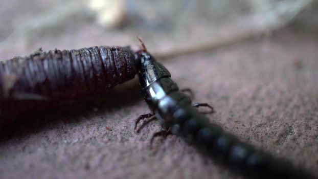 A black elongated beetle eats a worm. An aggressive insect attacked an earthworm. Macro.