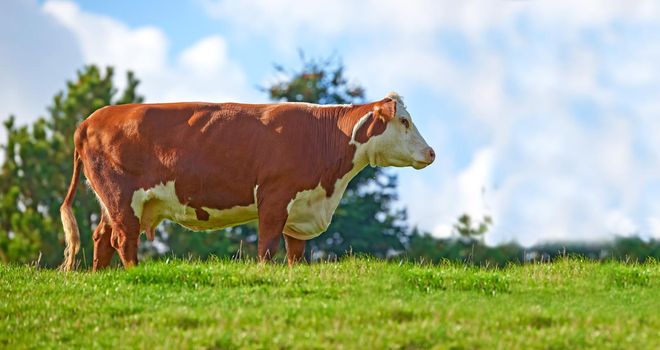 Brown and white cow on a field in rural countryside with blue sky copyspace background. Raising and breeding livestock cattle on a farm for beef and dairy industry. Landscape with animals in nature