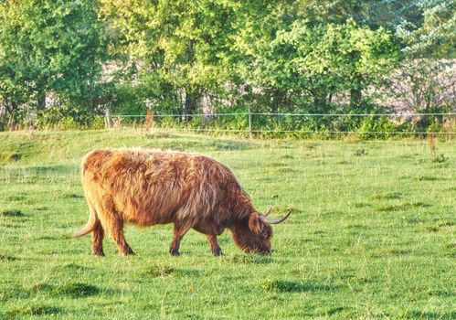 One highland cow grazing in a field in the morning. A brown farm animal or mammal eating green grass in a fresh heather meadow. Cattle or livestock pasture on fresh agriculture land during summer