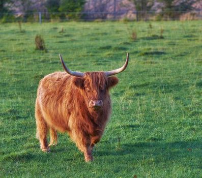 Brown woolly bull with large horns or antlers standing in a field of green grass. Highland cow grazing on a sustainable and organic farm during summer. Longhorn cattle standing on a dairy farm