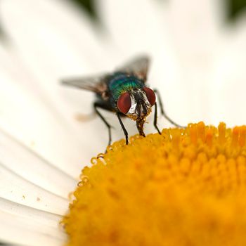 Common green bottle fly pollinating a white daisy flower. Closeup of one blowfly feeding off nectar from a yellow pistil center on a plant. Macro of a lucilia sericata insect and bug in an ecosystem
