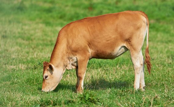Brown calf eating and grazing on green farmland in the countryside. Cow or livestock standing on an open, empty and secluded lush grassy field or meadow. Animal in its natural pasture or environment