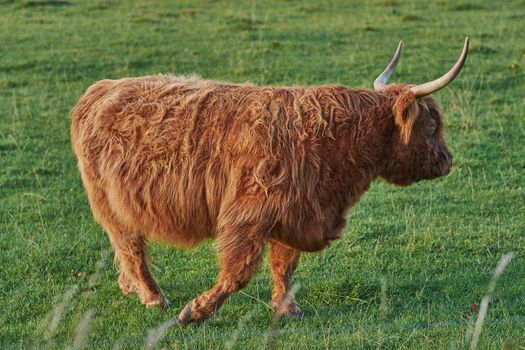Highland cow walks on green summer field.Shaggy bovine with red fur strolling in the meadow. Side view of Isolated bull with long horns moving away from the camera.