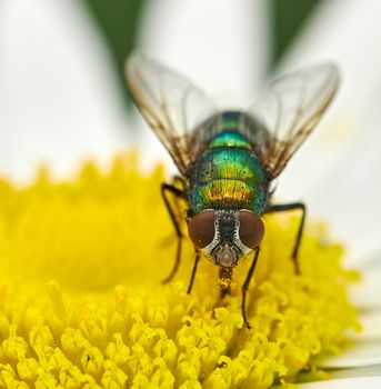 Closeup of a fly on a yellow daisy flower outside. The common blowfly harvests nectar from the stamen of a chamomile plant. Zoom in on a blowfly pollinating a garden plant in summer