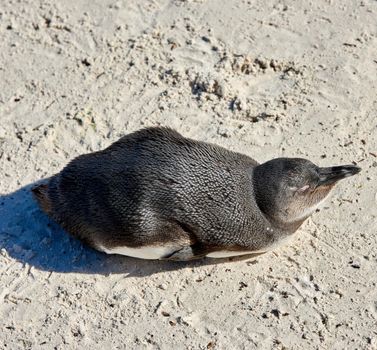Aerial view of a penguin at Boulders Beach in South Africa. Bird enjoying and sitting on the sand on an empty seaside beach. Animal in a remote and secluded popular tourist attraction in Cape Town