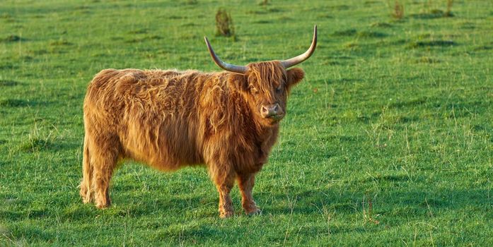Raising Scottish breed of cattle and livestock on a farm for beef industry. Landscape with animal in nature. Brown hairy highland cow with horns on a green field in a rural countryside with copyspace