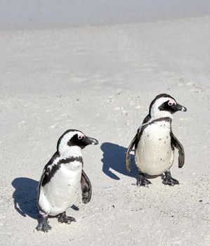 Two black footed African penguins standing on a sandy beach in a breeding colony and coast conservation reserve. Cute endangered waterbirds, aquatic sea and ocean wildlife, protected for tourism