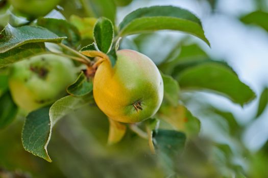 Closeup of a green apple ripening on a tree in a sustainable orchard on a farm in a remote countryside from below. Growing fresh, healthy agricultural fruit produce for nutrition and vitamins