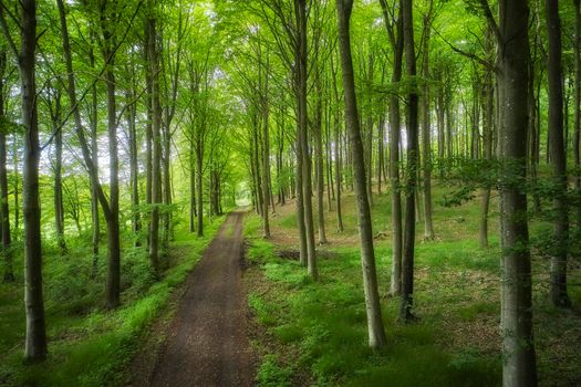 Hidden mystery path leading through trees in a magical deciduous forest in remote, serene and quiet environment. Scenic landscape of lush green woods with a pathway to a beautiful place in nature