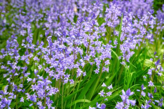Purple Spanish bluebell flowers growing in a garden in spring. Multiple pretty and colorful perennial flowering plants with green leaves and stems blooming outdoors in a park or backyard