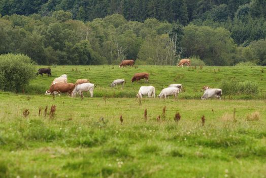 A cattle farm with cows grazing on green pasture on a summer morning. Livestock or a herd feeding outdoors in a meadow during spring. Brown and white cow stock on a field eating