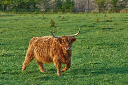 Brown hairy highland cow with horns on a green field in rural countryside with copy space. Breeding cattle and livestock on a farm for the beef industry. Landscape with animals in grazing nature