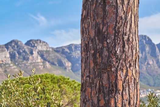 A landscape view of Table Mountain and surroundings during day in summer. Closeup on a tree trunk with the scenery of nature and mountains in a popular tourist town. .Natural landmark in scenic place
