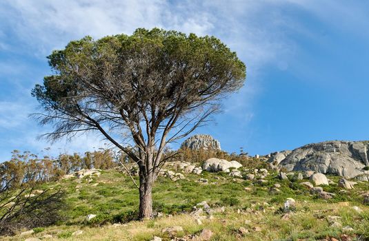 Lush green pine tree and grass growing around rocks on Table Mountain, Cape Town, South Africa with blue sky. Flora or plants in a peaceful, serene reserve or quiet and uncultivated nature overseas