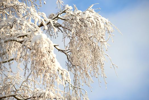 Snow covered tree branches on blue white sky with copy space. A closeup winter landscape of snowy or frosty trees in a forest for Christmas holiday or seasonal holiday background